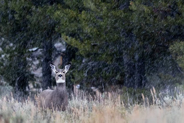 Een Close Shot Van Een Hert Een Bos — Stockfoto