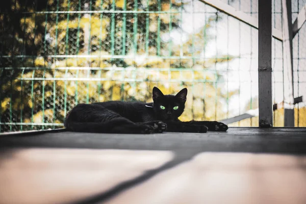 Fekete Macska Val Egy Fehér Szem — Stock Fotó