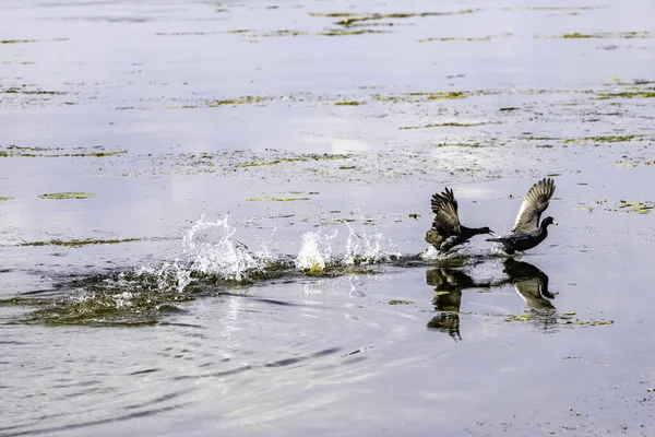 Flock Wild Geese Ducks Frozen Lake — ストック写真