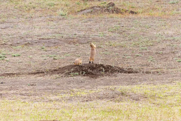 Una Bandada Aves Hierba — Foto de Stock