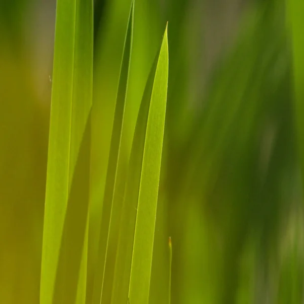 Zielony Liść Flora Przyroda — Zdjęcie stockowe
