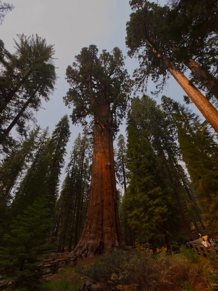 Une Belle Vue Sur Parc National Séquoia Californie — Photo