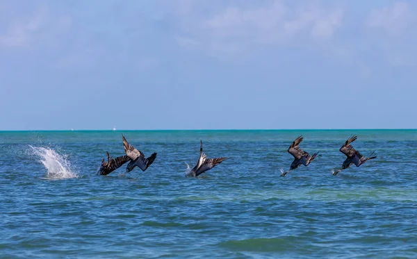 Flock Seagulls Flying Water — Stock Photo, Image