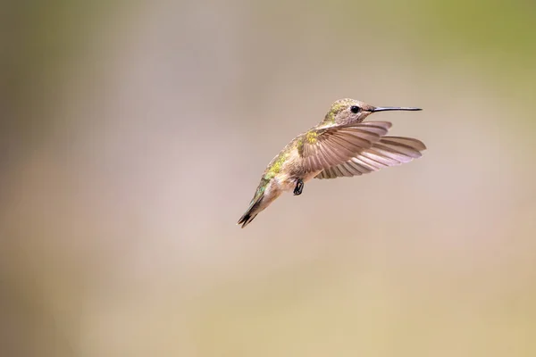 Ptak Alcedo Tym Natura Fauna Dzika Przyroda Flora Ptaki — Zdjęcie stockowe