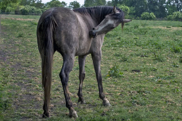 Cavalo Pasto — Fotografia de Stock