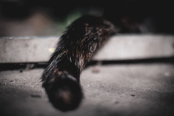 Gato Negro Suelo — Foto de Stock