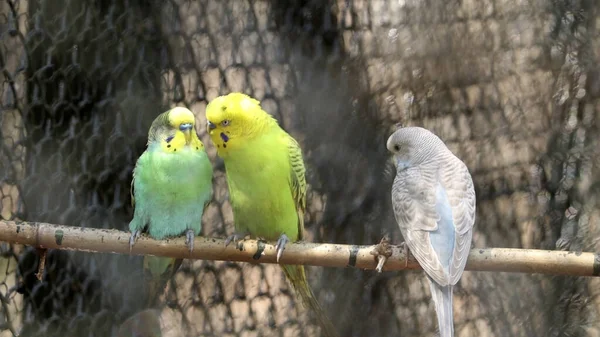 Krásný Papoušek Pták Stromě — Stock fotografie