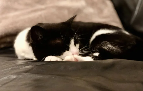 Black White Cat Lying Floor — Stock Photo, Image