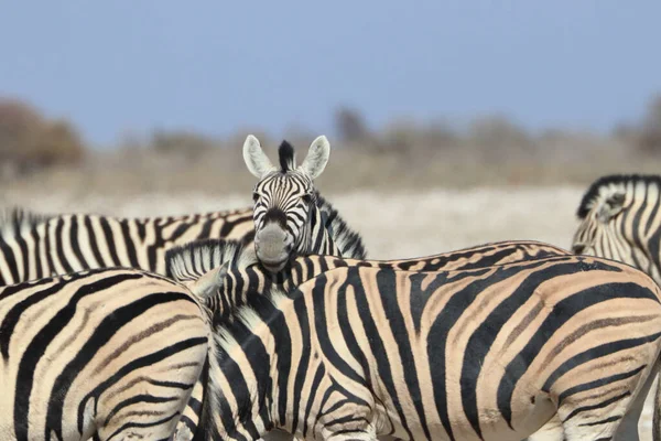 Zebra Nella Savana Africana — Foto Stock