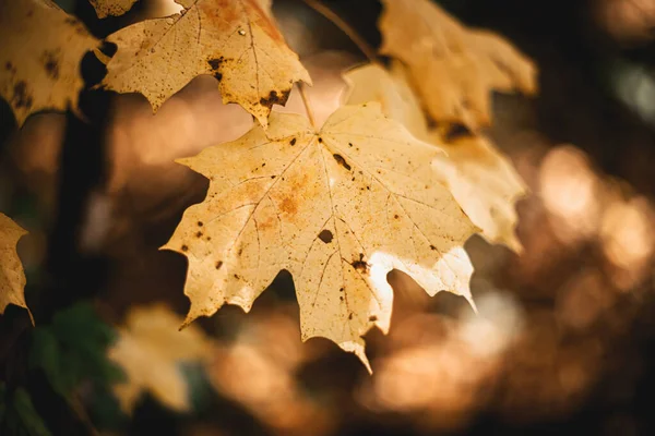 Herbstblätter Auf Einem Baum — Stockfoto