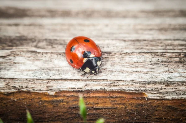 Ladybug Деревянном Фоне — стоковое фото