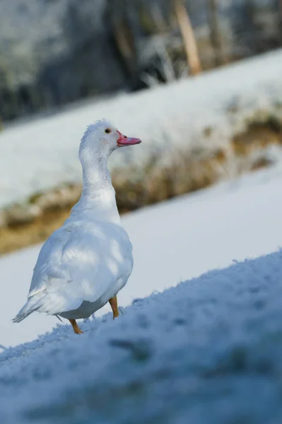 Cigno Bianco Sul Lago — Foto Stock