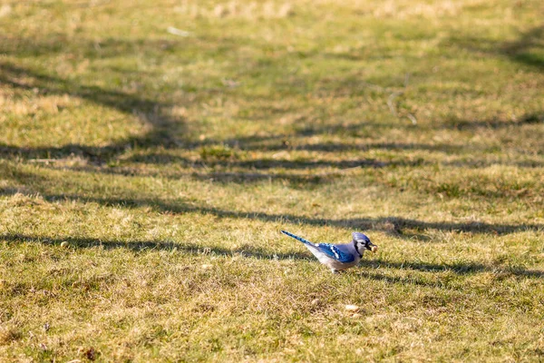 Petit Oiseau Est Assis Sur Une Herbe Verte — Photo