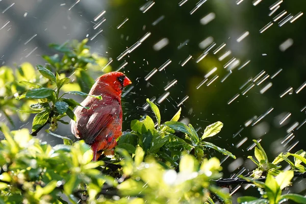 美丽的红翅鸟在树枝上 — 图库照片