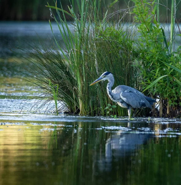 Біла Чапля Воді — стокове фото