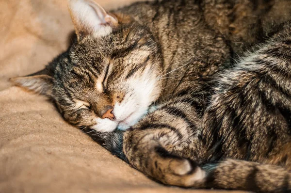 Lindo Gato Durmiendo Sofá —  Fotos de Stock