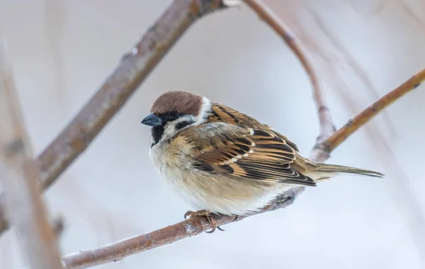 Vogel Auf Einem Ast — Stockfoto