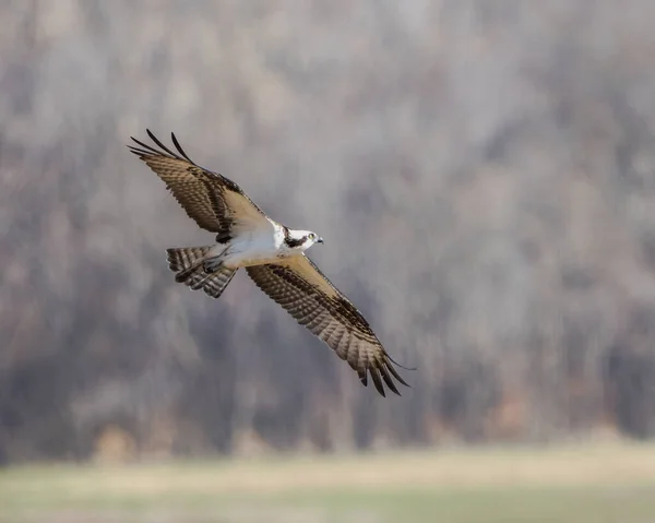 a bird flying in the sky