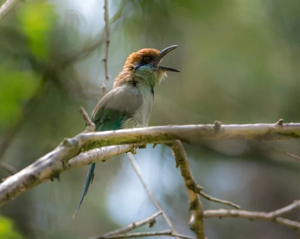 Pájaro Una Rama —  Fotos de Stock