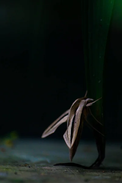 Tiro Close Uma Bela Borboleta Chão Madeira — Fotografia de Stock