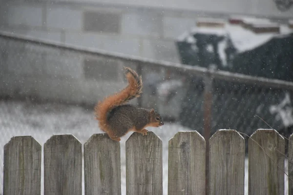 Red Haired Squirrel Sits Fence Snow — Stock Photo, Image