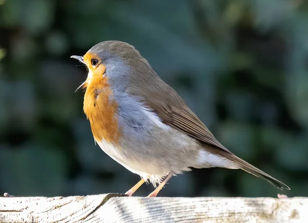 Nahaufnahme Eines Vogels — Stockfoto