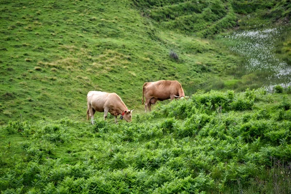 Αγελάδες Βόσκησης Στο Πράσινο Λιβάδι — Φωτογραφία Αρχείου