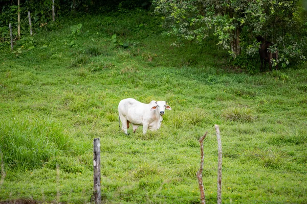 绿草地上的白山羊 — 图库照片
