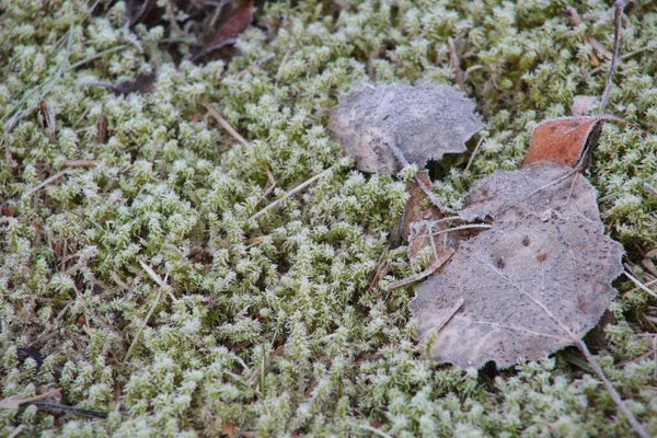 Yeşil Yosun Üzerinde Küçük Kahverengi Bir Tırtıl — Stok fotoğraf