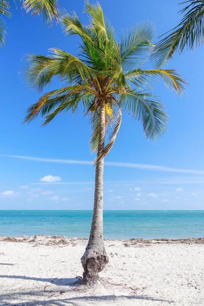 Beautiful Tropical Beach Palm Trees Blue Sky — Stock Photo, Image