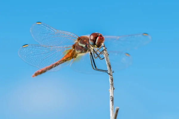 蓝天背景上的蜻蜓 — 图库照片