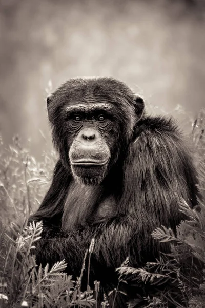 Ritratto Bianco Nero Giovane Gorilla — Foto Stock