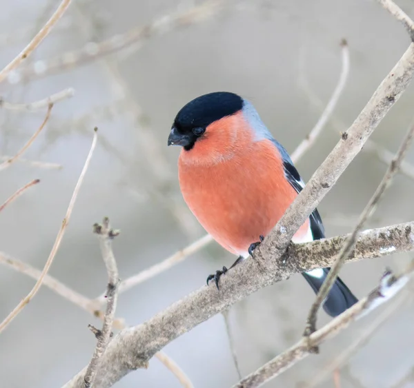 Gros Plan Oiseau — Photo