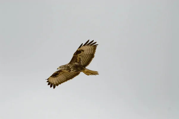 Flygande Fågel Flygning — Stockfoto