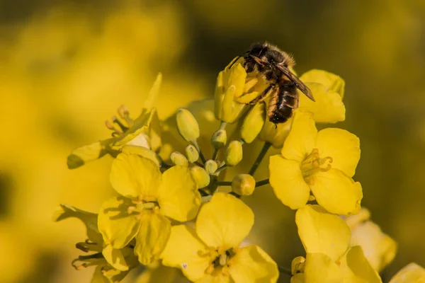 Uma Abelha Coleta Pólen Das Flores Amarelas Marrons Observe Profundidade — Fotografia de Stock