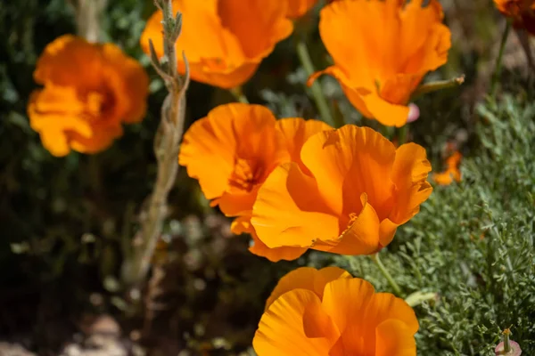 Flor Amarela Crescendo Jardim — Fotografia de Stock