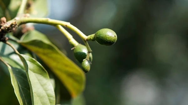 Azeitonas Verdes Árvore Jardim Perto — Fotografia de Stock