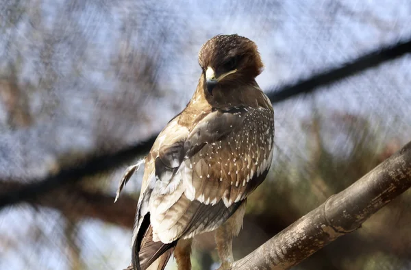 Pták Parku Severu Izraele — Stock fotografie