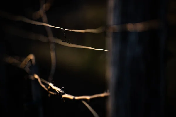 Barbed Wire Blurred Background — Stock Photo, Image