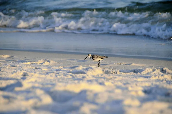 Meeuw Het Strand — Stockfoto