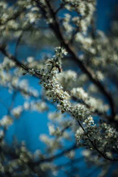 春の花や植物や葉 — ストック写真