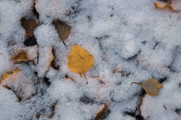 Sucha Trawa Śniegu — Zdjęcie stockowe