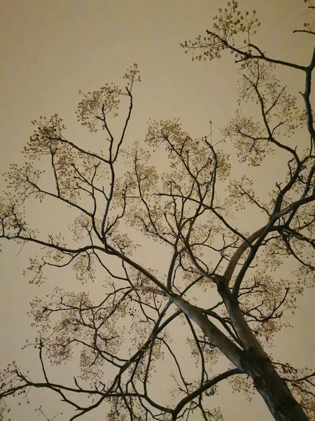 Branches Arbres Flore Nature — Photo