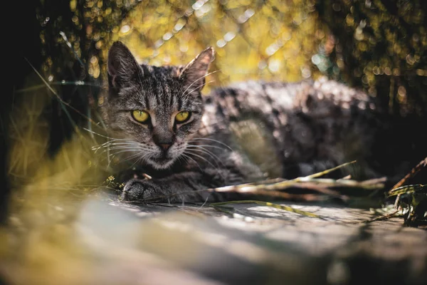 森の中の黒猫と白猫 — ストック写真