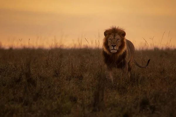 León Sabana Kenya — Foto de Stock