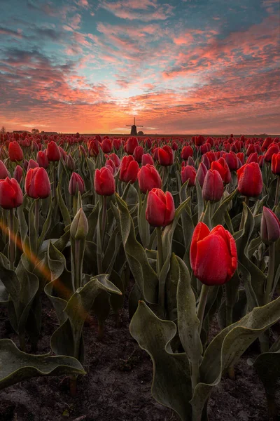 Belles Tulipes Dans Domaine — Photo