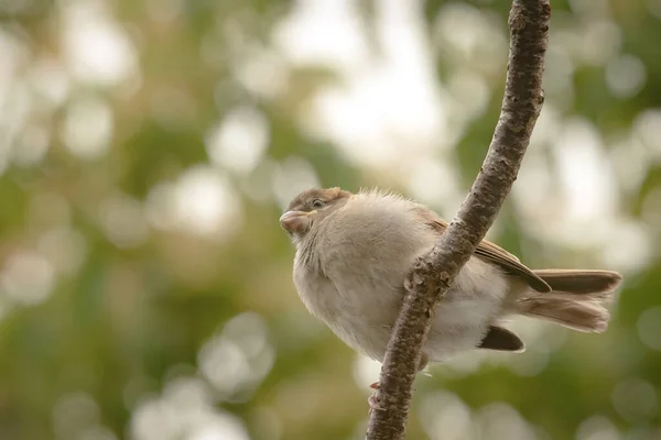 Eine Nahaufnahme Eines Niedlichen Vogels — Stockfoto