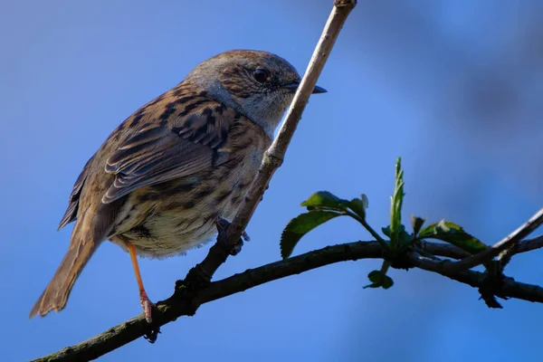 Sparrow Branch — Stock Photo, Image