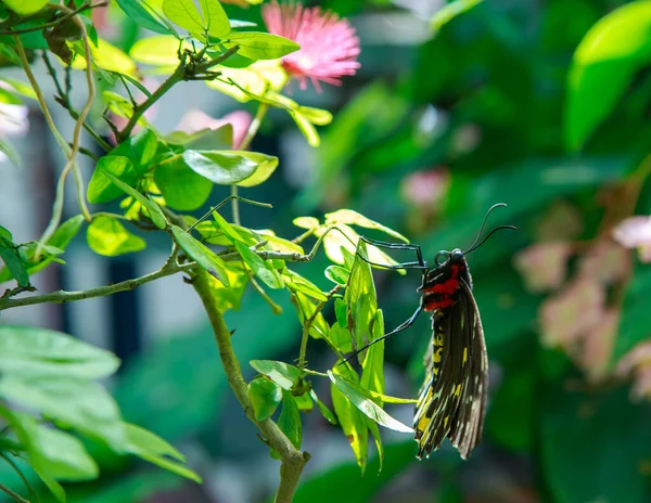 Folhas Verdes Uma Fábrica Jardim — Fotografia de Stock