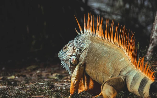 Perto Uma Iguana Zoológico — Fotografia de Stock